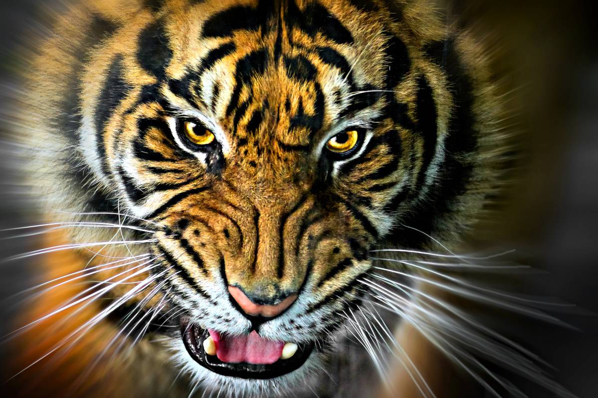 El demonio de los Sundarbans