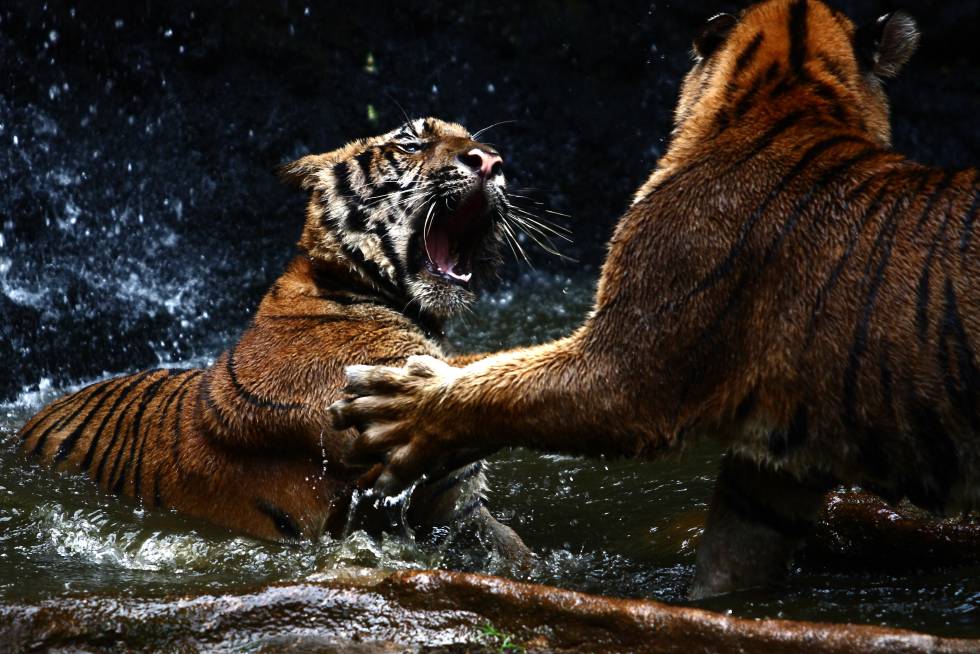 El demonio de los Sundarbans