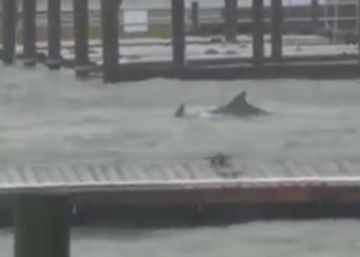 Varios delfines nadan en las calles de Carolina del Norte tras el paso de Florence