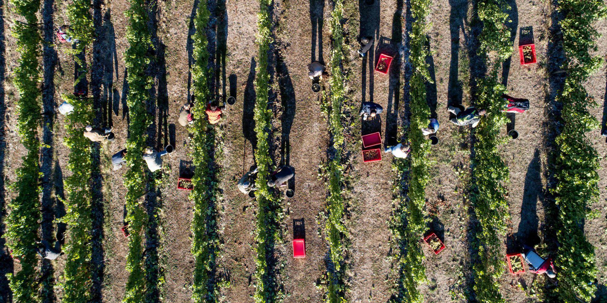 Cosechadoras de uvas en la colina Boeddiger Berg, en Felsberg (Alemania)