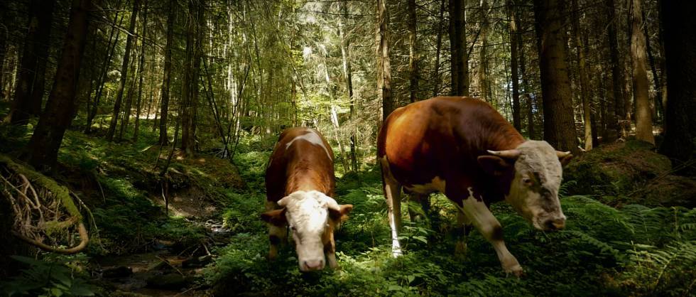 ¿Cómo sería el mundo sin carne?