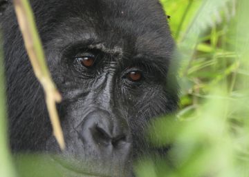 Uganda anuncia que por primera vez el censo de gorilas de montaña pasa de los 1.000 ejemplares