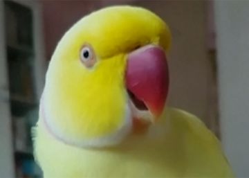 Haley, el perico amarillo que dice que es una banana