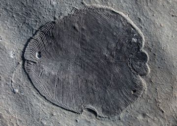 'Dickinsonia', el animal más antiguo que se conoce