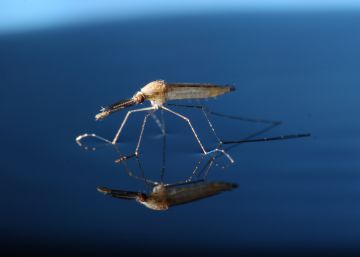 Mutação genética elimina uma população de mosquitos transmissores da malária