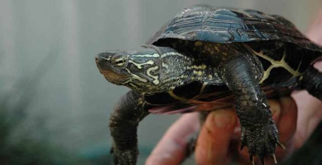 An example of the type of reptile found inside the 26-year-old.