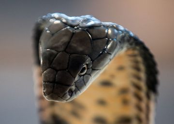 Bichos asesinos: la serpiente venenosa más grande del mundo