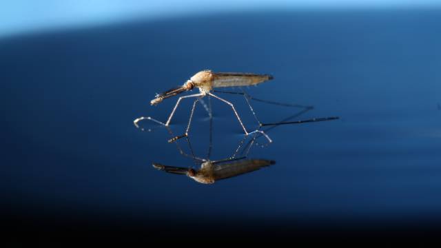 El mosquito 'Anopheles gambiae'.