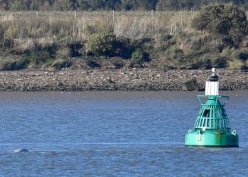 Hallada una ballena beluga en el río Támesis a 40 kilómetros de Londres