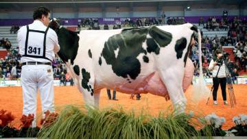 De ordeñar vacas a exprimirlas como limones