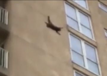 Un mapache sobrevive a una caída de nueve pisos de altura