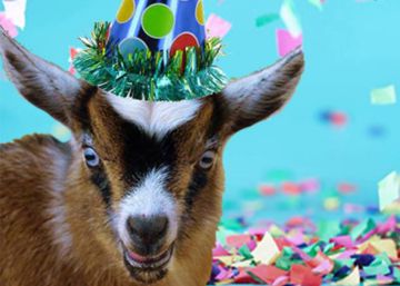 Las cabras enanas animan las fiestas de Los Ángeles