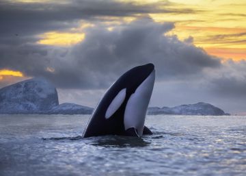Un compuesto prohibido hace 40 años está matando a las orcas
