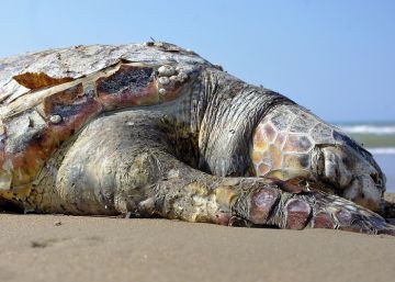 Los habitantes de la Polinesia sacrificaban tortugas en rituales de fertilidad