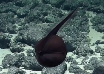 Unos investigadores graban un pez pelícano en acción en la costa hawaiana