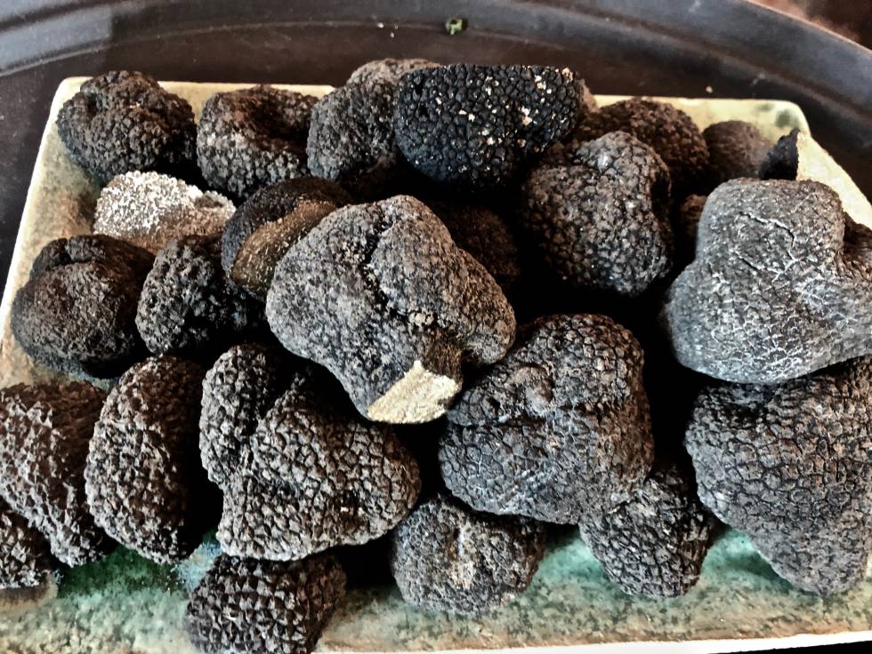 TUBER UNCINATUM TRUFA DE OTOÑO CAPEL