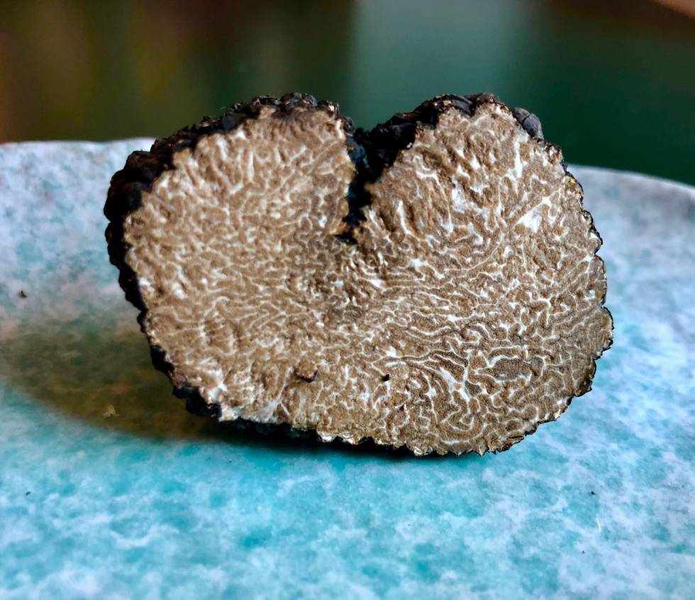 TUBER UNCINATUM AL CORTE CAPEL