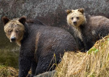 Un oso grizzly mata a un joven de 18 años en Alaska