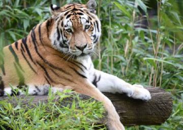 Nepal encabeza la lucha contra la extinción del tigre de bengala