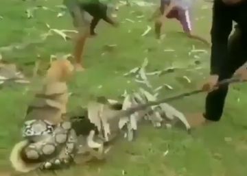 La pelea de tres niños con una serpiente para liberar a un perro