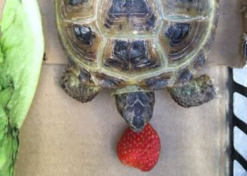 El empeño de una niña de siete años para recuperar su tortuga