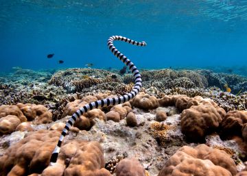Un británico muere tras ser atacado por una serpiente marina en Australia