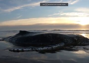 Una ballena jorobada es rescatada tras quedar encallada en la costa argentina