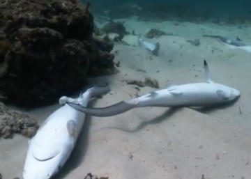 La vida secreta de los vertederos más hermosos del mundo