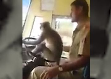 Un mono ‘conduce’ un autobús con pasajeros en India durante 10 minutos