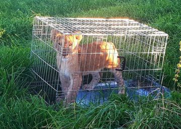 Abandonado un cachorro de león en el centro de Holanda