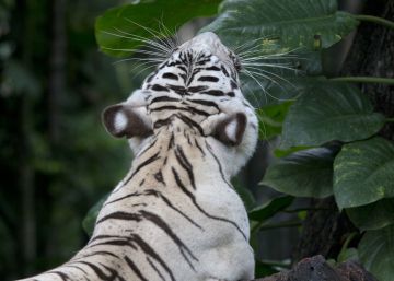 Un tigre blanco mata a un cuidador en su jaula del zoo japonés de Hirakawa