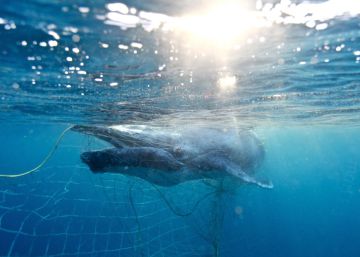 Una cría de ballena recién nacida es rescatada de las redes contra tiburones en Australia