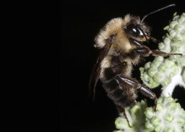 Las abejas dejaron de zumbar en el último eclipse solar total