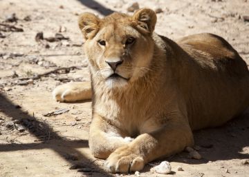 La leona ‘Nala’, rescatada del tráfico ilegal, vivirá en un santuario de felinos en Sudáfrica