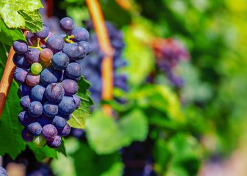 12 visitas divertidas a bodegas para festejar la vendimia