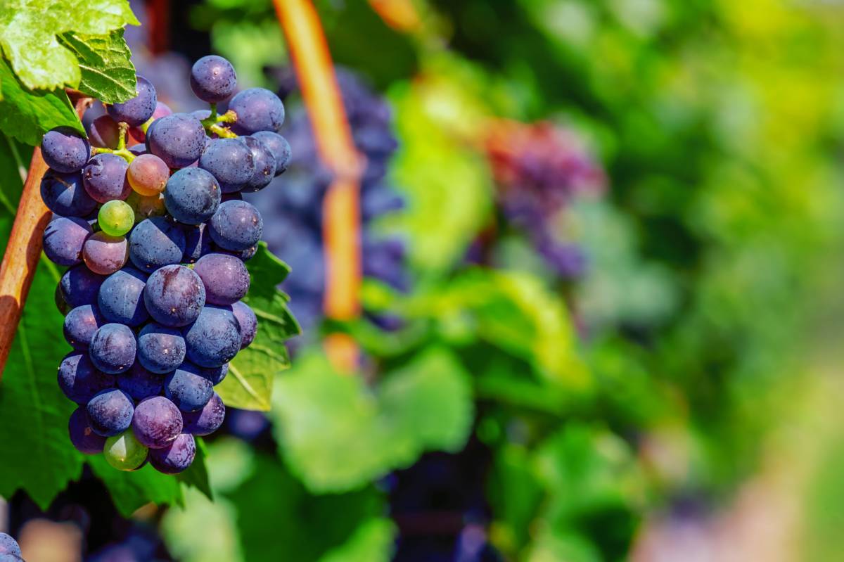 12 visitas divertidas a bodegas para festejar la vendimia