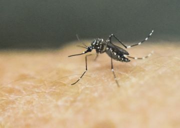 Jaipur, en alerta tras el mayor brote del virus zika en India