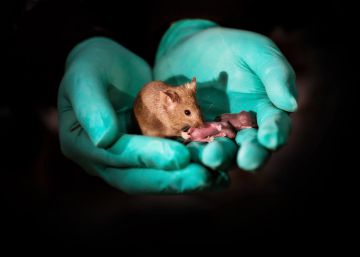 Cientistas conseguem reproduzir filhotes de ratos de casais do mesmo sexo
