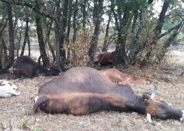 Un rayo fulmina a nueve reses en la Sierra de Madrid