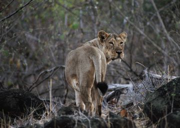 Los leones asiáticos mueren por la enfermedad del moquillo ante la pasividad de las autoridades indias