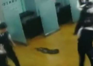 Una pitón gigante irrumpe por sorpresa en una reunión de trabajadores en un banco chino