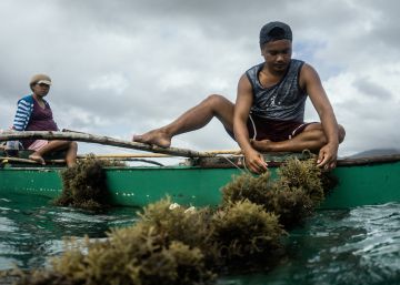 Armonía entre corales, peces y pesca