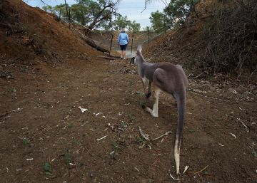 Un canguro ataca a su familia de cuidadores en Australia y los deja malheridos