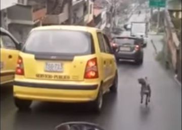 Un perro persigue el taxi en el que viaja su dueña después de que esta lo abandonara en Medellín