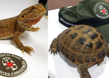 Recuperados una tortuga rusa y un dragón barbudo en la sierra de Madrid en solo tres días