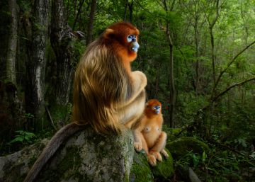 Nueve fotógrafos españoles en los Premios 'Wildlife Photographer of the Year' 2018