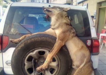 Polémica por la imagen de un lobo muerto atado a un coche en Asturias
