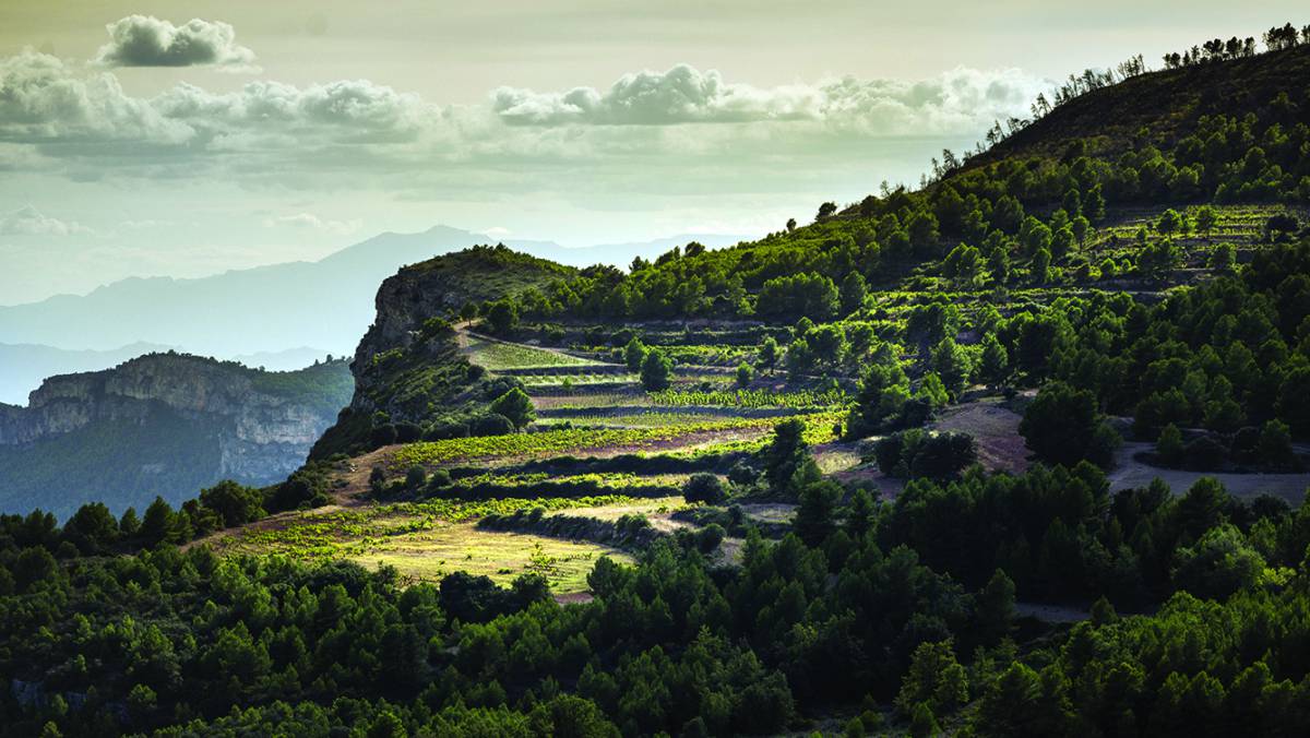 La parcela de Masdeu de la bodega Scala Dei, en el Priorat (Tarragona).