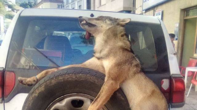 Imagen del animal muerto difundida en redes sociales.