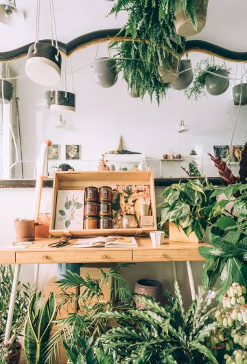 La ‘hipsterización’ de las plantas